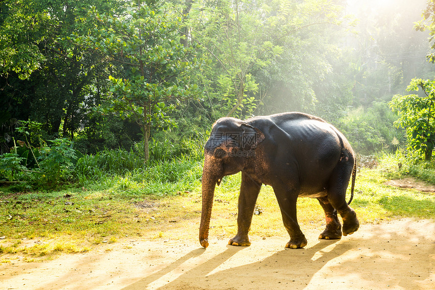热带丛林中的大象图片