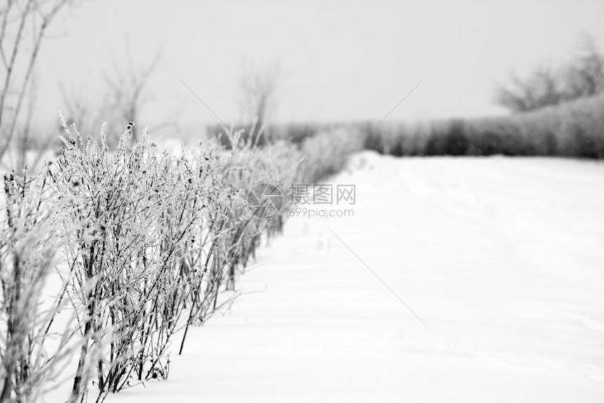 冬天乡村公路边厚厚的雪图片