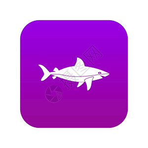 用于任何在白色矢量说明中孤立的设计鲨鱼图标数字紫色图片