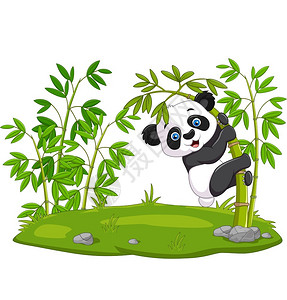 中国攀登队长在竹子上可爱的小熊猫插画