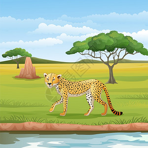 非洲草原稀树草原的卡通猎豹设计图片