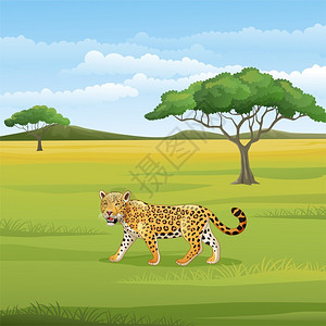 非洲豹热带草原的卡通豹插画