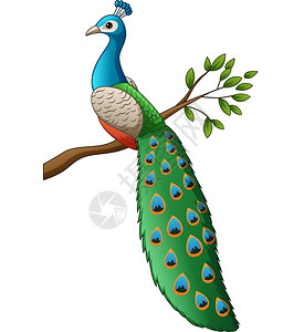 美丽雄性孔雀卡通可爱树枝上的孔雀设计图片