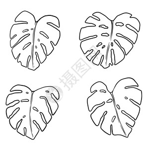 黑白线稿叶子插图图片