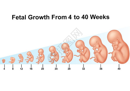 4至0周的胎儿发育4至0周背景图片