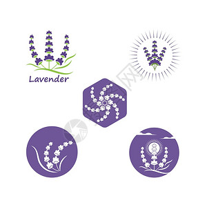 lavendr花朵矢量插图设计模板图片