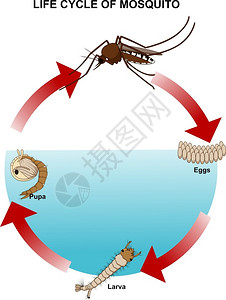 登革热蚊虫生命周期设计图片