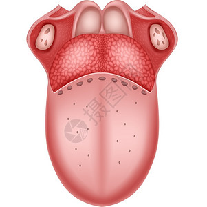 人体舌头模型高清图片