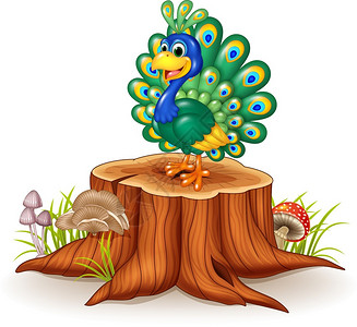 树桩上的可爱孔雀背景图片
