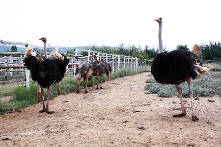 鸵鸟养殖场养殖场和背景
