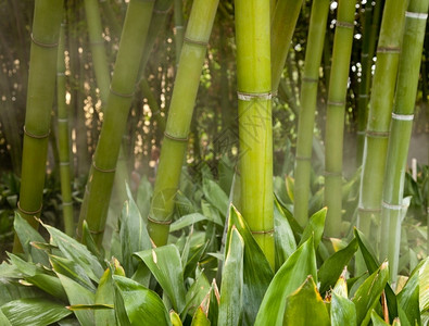 森林中的竹子生长图片