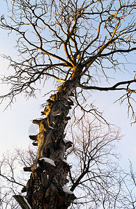 冬天里的大树图片