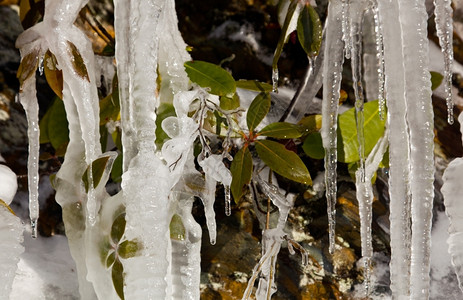 在烟雾缭绕的山上著名的哭墙上的冰柱冻结在岩石表面新的叶子冻结在冰里面对高清图片素材