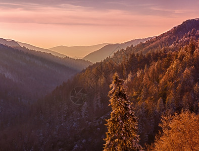 雪笼罩树木枝的时候太阳在山谷中落下图片