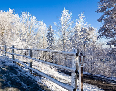 山顶的道路和树上白茫茫的都是雪图片