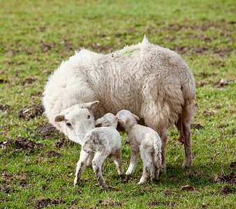 动物小羊驼白色高清图片素材