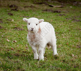 新出生的年轻羊羔在威尔士草原上图片