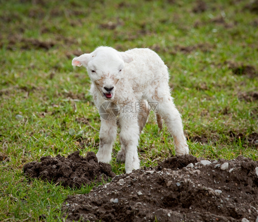 羊羔在威尔士草原上图片