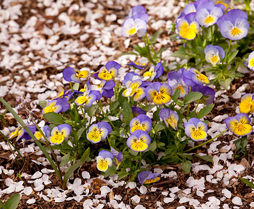 花瓣地上面的一丛小紫花 图片