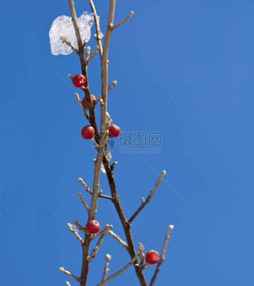冰晶树枝上的红莓图片