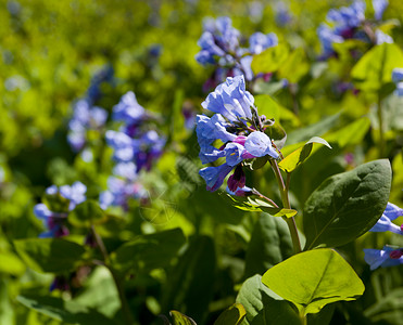 野生蓝铃盛开的花朵背景图片