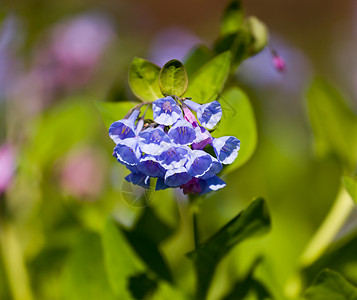 野生蓝铃盛开的花朵背景图片