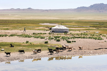 在蒙歌利亚湖岸的山羊群图片