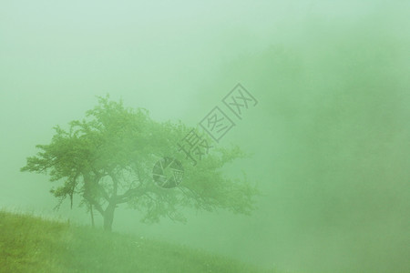 在卡普西亚山脉的雾树图片