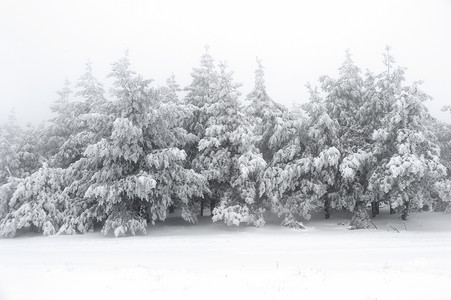 冬季被雪覆盖的森林树木图片