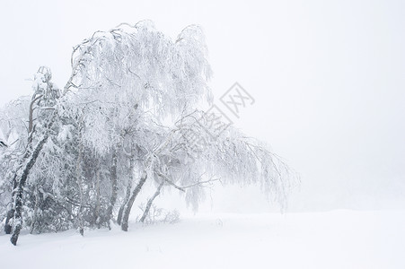 雾天冬雪公园图片