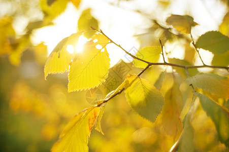 阳光明日的秋叶图片