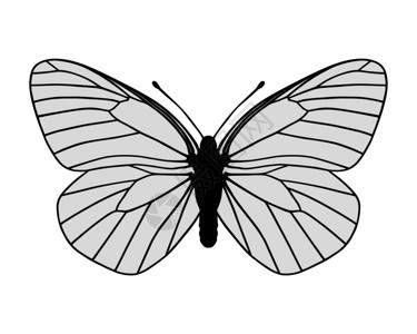 白蝴蝶背景图片