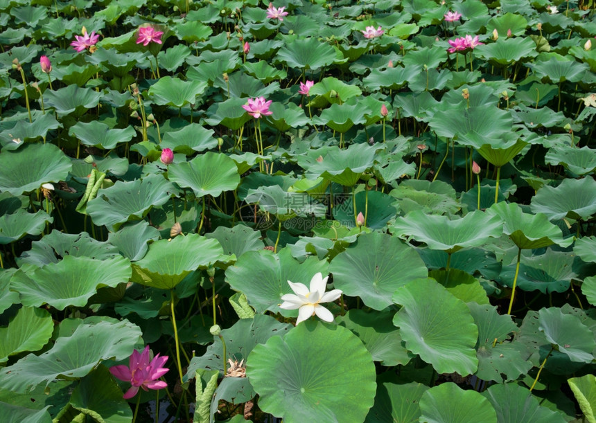 花园池中美丽的水晶图片