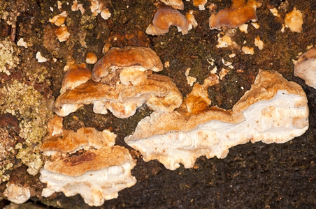 木真菌树图片