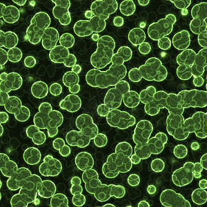 显微镜下的绿菌细胞很多图片