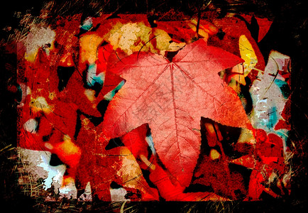 树上的红秋叶背景图片