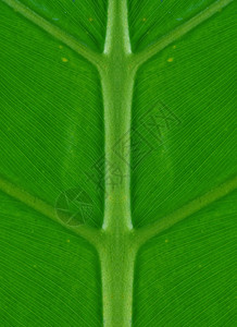 完全对称的绿色棕榈叶自然背景图片