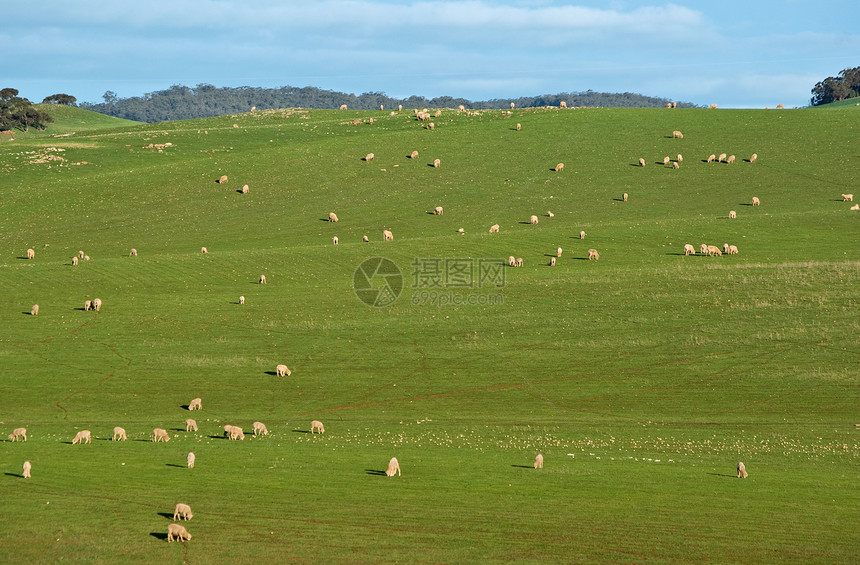牧羊在滚动的青绿山草丛中绵羊在田野的形象图片