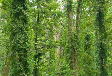 雨林树多里戈世界遗产区的雨林树美丽图片