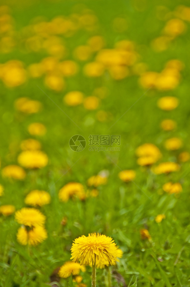 草地里的蒲公英花朵图片