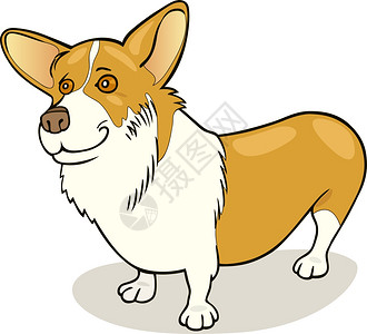 纯种的培布罗克welshcorgi狗插图图片