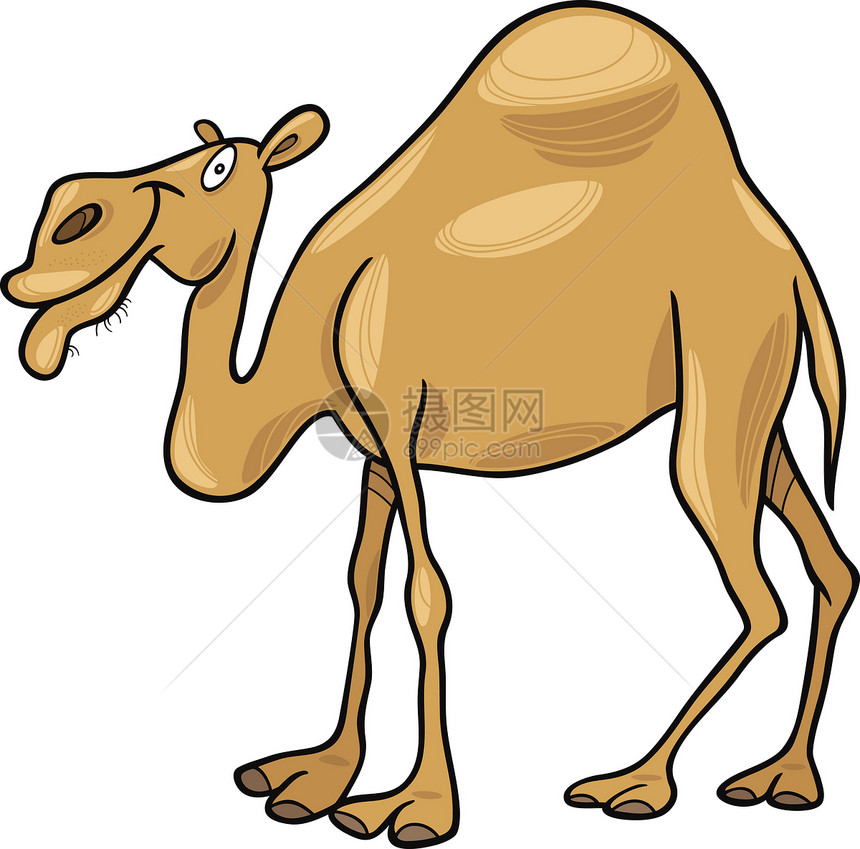 热带骆驼卡通插图图片