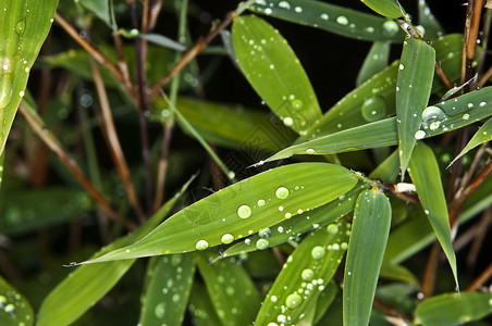 雨后的小竹叶图片