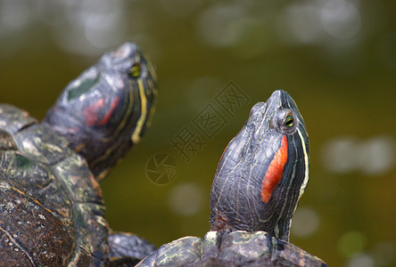 动物乌龟在水边等待着图片