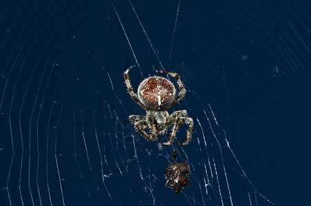 用网捕捉小动物的蜘蛛图片