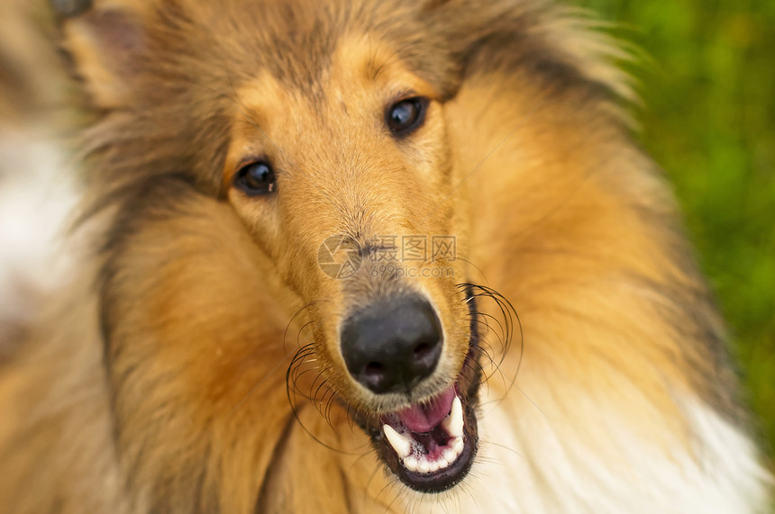 可爱的动物牧羊犬图片