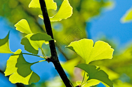 Ginkgo叶子inkobla树叶图片