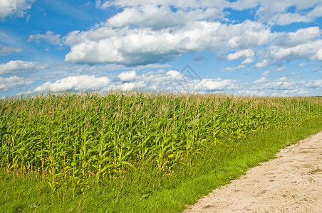 在刮风的日子里天空湛蓝云朵密布的玉米地玉米玉米图片