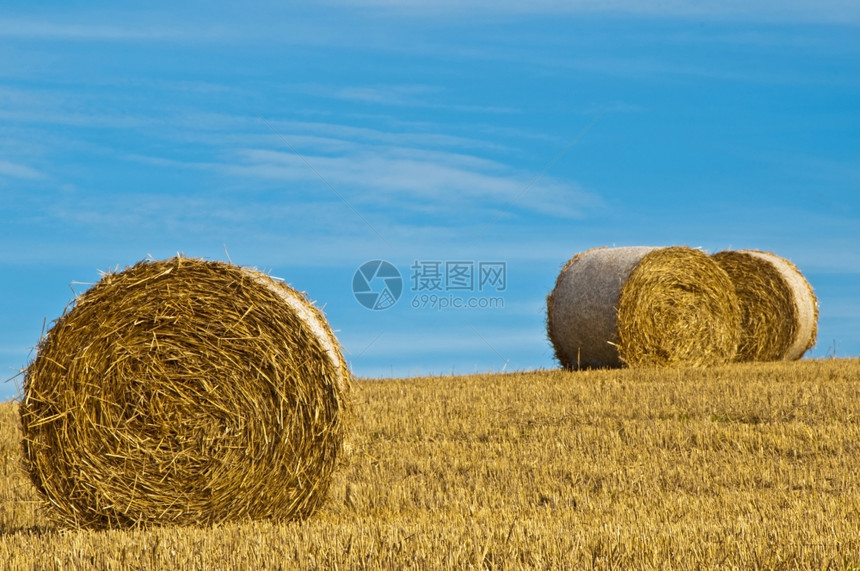 稻草枯萎收成粮食图片