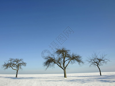 树在冬季的上在冬季的上图片